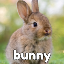 bunny