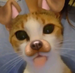 #kitkatz