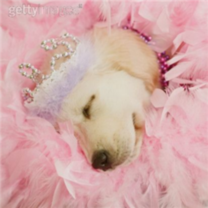Cute Puppy. :) Roblox decal