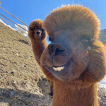 Alpaca eats the grass