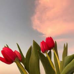 ~ Tulip ~