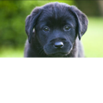 DE DOGGYS