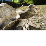 Nev turtle fan/Fna group