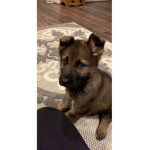 Hi! Dog ######