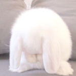 pawpwrints