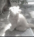 XxkittytroublexX