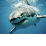 *Shark Squad*
