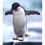 The Penguin Parade