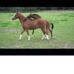 I love horses clothing