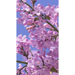 Lilacs clothing group