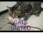 Cats UnitedXD