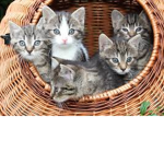 Kitty's group cats