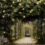 - Our Garden -