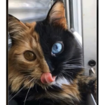 Catgang:D