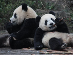 chocolate chip oreo panda squad