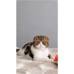 Curtain Games
