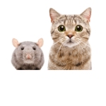 cats and rats be friends