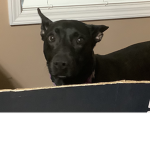 b e a n p ie group with dogs and cats
