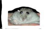 Rat of Feet inc