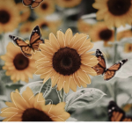 The- sunflowers