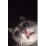 Fvfvfvcd