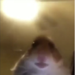 fall down staring hamster hole