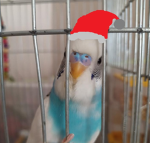 CLOUDYBUDGIES JOYFUL COMMUNITY