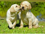 ToonerVilla Rifa X3