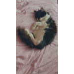 Zara the queen