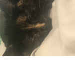 Spifealamode
