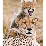 cheet cheetahs