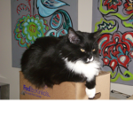 CATFURBY NATION