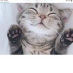 山大好き猫