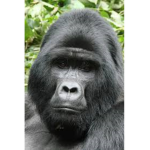 Gorillas are good