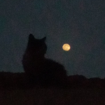 Quiet Nightfall