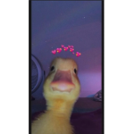 DUCKSQAUD101