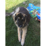 Emma’s Dog Fan Group