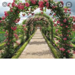 The Rose Garden!