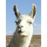 NEW LLAMA REPUBLIC