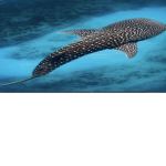 SAVE DA SHARKS