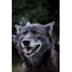 The alpha of the pack