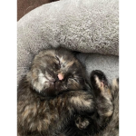 Join if you only love cats