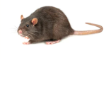 Og rats