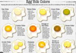 THE STRONGEST EGGYS