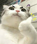 CAT KARM 202
