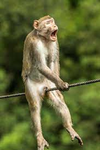 Monkey Marauders