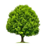tree corporation