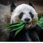 the big pandas