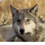 Wolfpackp123