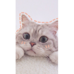 Kate. _cu._pisici